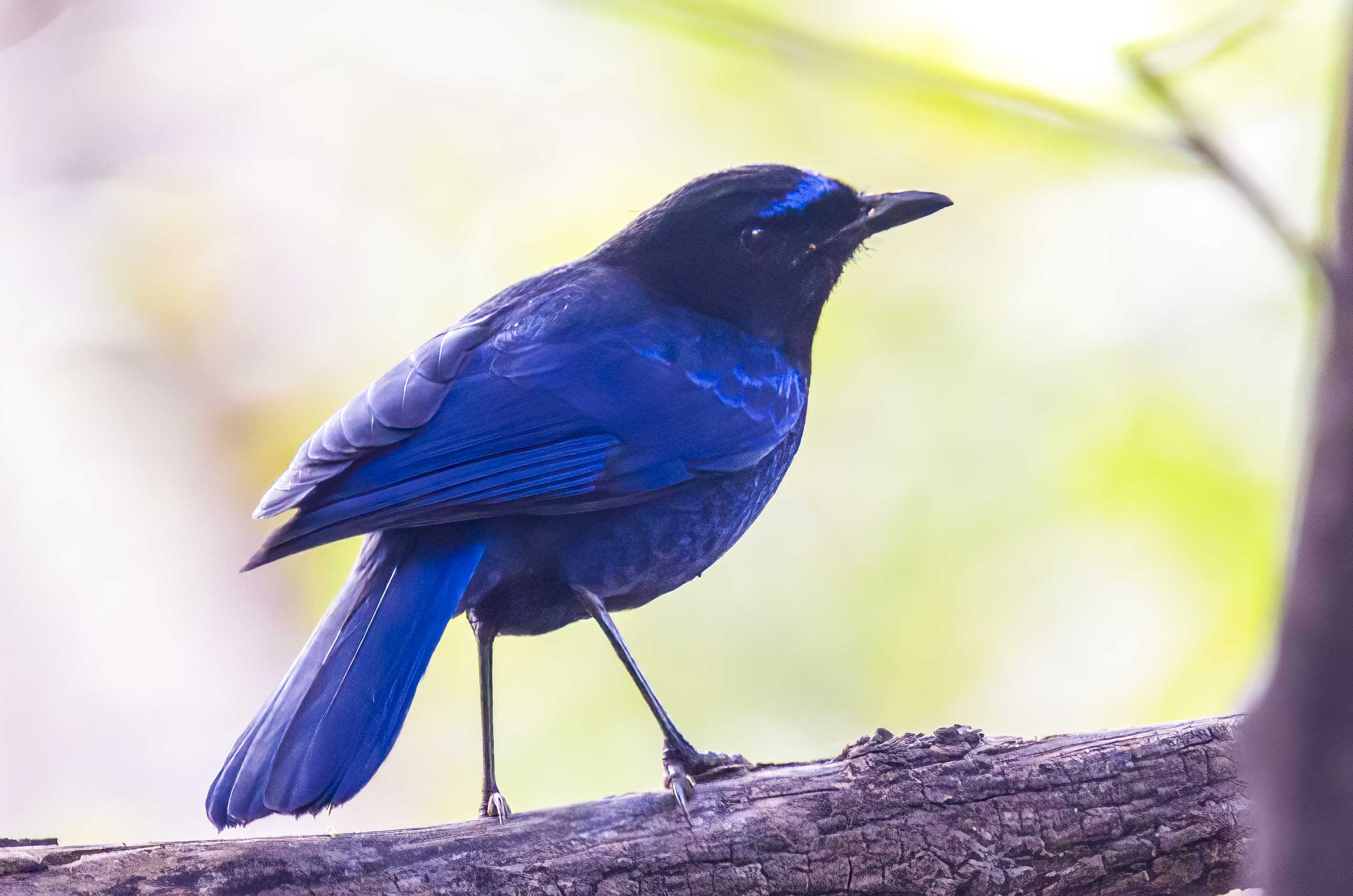 Malabar Whistling Thrush